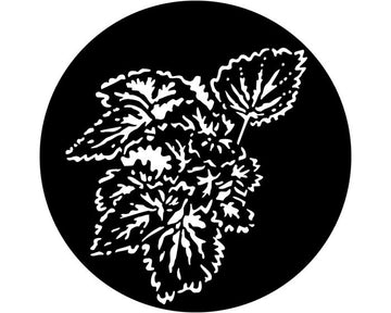 Apollo (1012) Foliage Begonia Steel Gobo